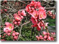 Foto Savignone - Fiori&Fauna - Fioritura di cydonia japonica