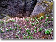 Fotografie Savignone - Fiori&Fauna - Fioritura di leucojum vernum