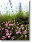 Foto Savignone - Fiori&Fauna - Fioriture di inizio estate