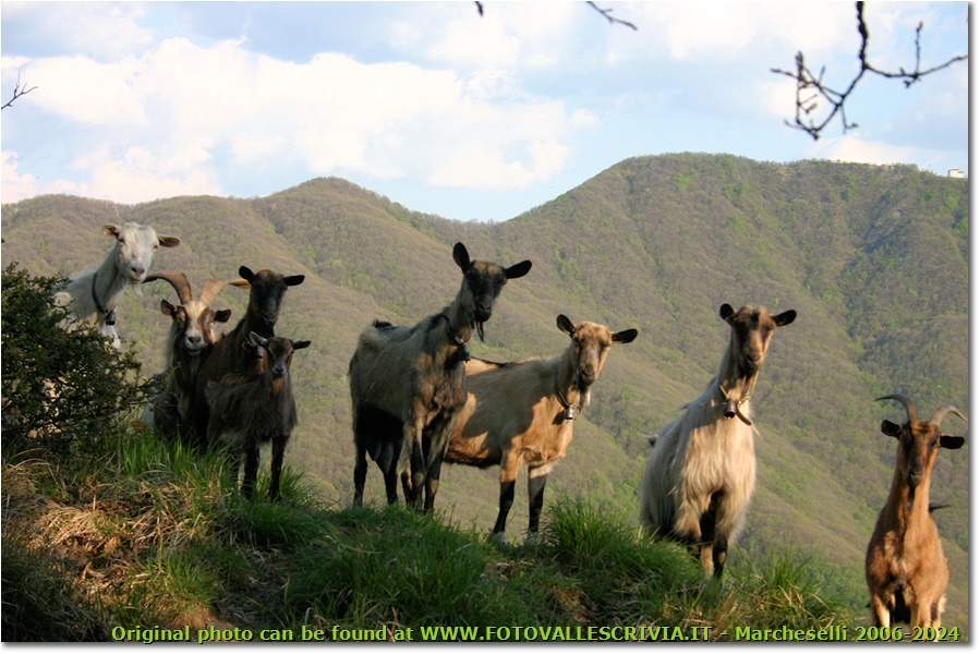 Foto di gruppo: le libere capre del Monte Pianetto - Savignone - 2009 - Fiori&Fauna - Estate - Canon EOS 300D