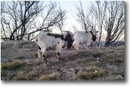Foto Savignone - Fiori&Fauna - Fotogeniche capre sul Monte Maggio