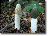 Foto Savignone - Fiori&Fauna - Fungo Phallus  impudicus (satirione)