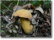 Fotografie Savignone - Fiori&Fauna - Fungo boletus luridus (tossico)