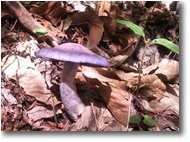 Foto Savignone - Fiori&Fauna - Fungo ...