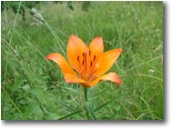 Fotografie Savignone - Fiori&Fauna - Giglio rosso (lilium bulbiferum)