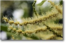 Foto Savignone - Fiori&Fauna - Gli amenti (fiori maschili) del castagno
