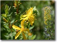 Foto Savignone - Fiori&Fauna - Il fiore dell’iperico e una pianticella di solidago virga aurea