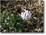 Fotografie Savignone - Fiori&Fauna - Il fiore della Dentaria
