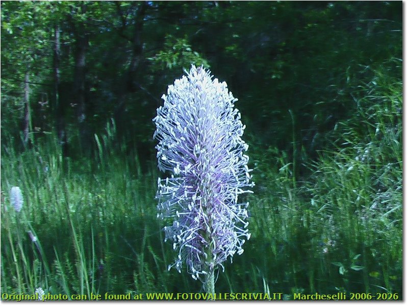 Il fiore di una comune piantaggine - Savignone - 2004 - Fiori&Fauna - Estate - Olympus Camedia 3000