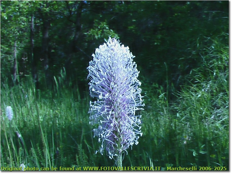 Il fiore di una comune piantaggine - Savignone - 2004 - Fiori&Fauna - Estate - Olympus Camedia 3000