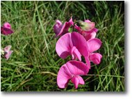 Foto Savignone - Fiori&Fauna - Lathirus silvestris (Cicerchione Pisello odoroso)