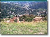 Fotografie Savignone - Fiori&Fauna - Le capre del Monte Pianetto