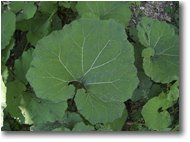 Foto Savignone - Fiori&Fauna - Le grandi foglie di una gunnera