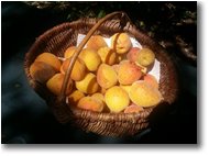 Foto Savignone - Fiori&Fauna - Le mie albicocche