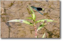 Fotografie Savignone - Fiori&Fauna - Libellula della specie Calopteryx virgo