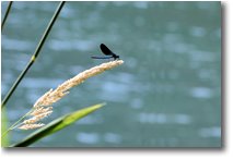 Fotografie Savignone - Fiori&Fauna - Libellula della specie Calopteryx virgo