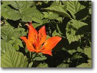 Foto Savignone - Fiori&Fauna - Lilium bulbiferum