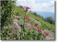 Fotografie Savignone - Fiori&Fauna - Lonicera caprifolium