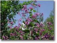 Fotografie Savignone - Fiori&Fauna - Lunaria