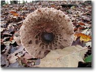 Fotografie Savignone - Fiori&Fauna - Mazza di tamburo