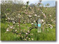 Fotografie Savignone - Fiori&Fauna - Melo in fiore: quest’anno mancano le api