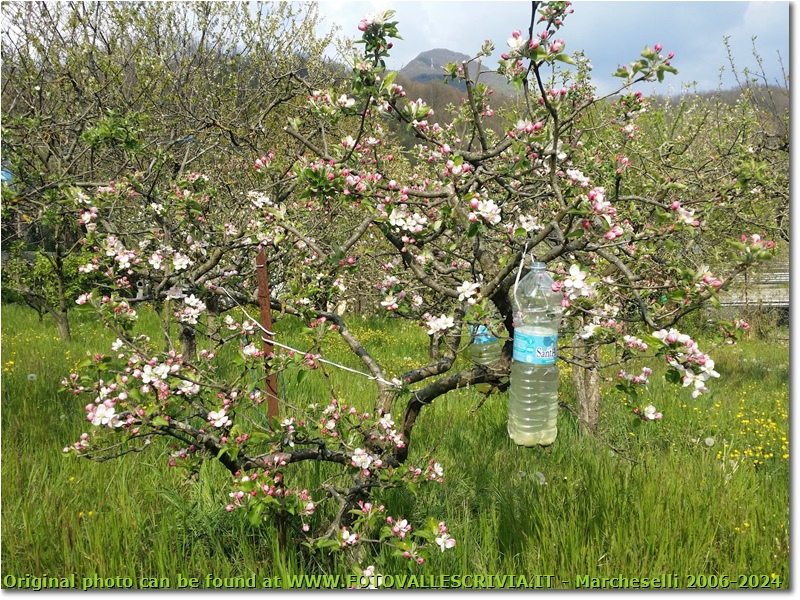 Melo in fiore: quest’anno mancano le api - Savignone - 2021 - Fiori&Fauna - Estate - HTC One/Nokia C7/Samsung S7/S10
