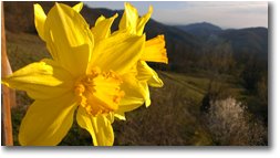 Foto Savignone - Fiori&Fauna - Narciso domestico