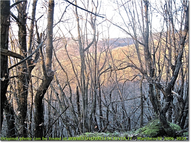 Ninte mi so de ciù triste de un bosco secco d'inverno... - Savignone - 2015 - Fiori&Fauna - Inverno - Canon Ixus 980 IS