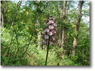 Foto Savignone - Fiori&Fauna - Orchidea puntata