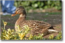 Fotografie Savignone - Fiori&Fauna - Papera (femmina di germano reale)