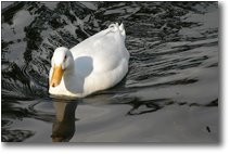 Foto Savignone - Fiori&Fauna - Papera in ammollo (anatra White-Campbell)