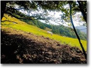 Foto Savignone - Fiori&Fauna - Pascolo sul M. Cappellino