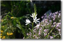 Fotografie Savignone - Fiori&Fauna - Per la serie, fiori di campo: un giglio di monte in fioritura