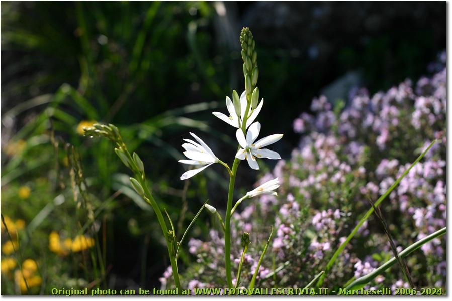 Per la serie, fiori di campo: un giglio di monte in fioritura - Savignone - 2006 - Fiori&Fauna - Estate - Canon EOS 300D