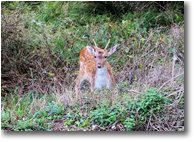 Fotografie Savignone - Fiori&Fauna - Piccoli daini al pascolo