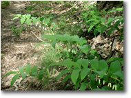 Fotografie Savignone - Fiori&Fauna - Polygonatum officinale