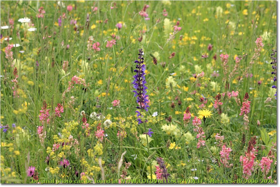 Prati di maggio: una tavolozza di colori - Savignone - 2008 - Fiori&Fauna - Estate - Canon EOS 300D