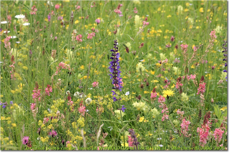 Prati di maggio: una tavolozza di colori - Savignone - 2008 - Fiori&Fauna - Estate - Canon EOS 300D