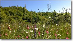 Foto Savignone - Fiori&Fauna - Prati fioriti a Chiappazza (Montemaggio)