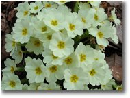 Fotografie Savignone - Fiori&Fauna - Flowers of cydonia japonica
