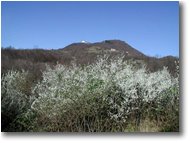 Fotografie Savignone - Fiori&Fauna - Prunus spinosa e M. Maggio