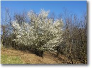 Foto Savignone - Fiori&Fauna - Ritorna la primavera