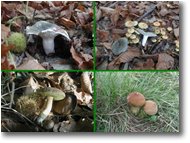Fotografie Savignone - Fiori&Fauna - Russula chiodini boletus versicolor vescia
