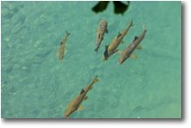 Fotografie Savignone - Fiori&Fauna - Trote(?) nel fiume Scrivia, Ponte di Savignone