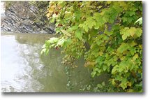 Foto Savignone - Fiori&Fauna - Un angolo pescoso del fiume Scrivia