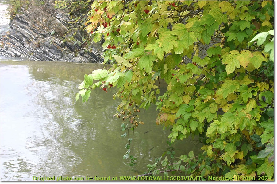 Un angolo pescoso del fiume Scrivia - Savignone - 2006 - Fiori&Fauna - Inverno - Canon EOS 300D