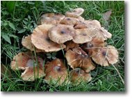 Fotografie Savignone - Fiori&Fauna - Un fungo del genere armillaria