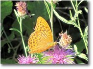 Fotografie Savignone - Fiori&Fauna - Una farfalla argynnis aglaia su fiore di centaurea
