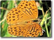 Fotografie Savignone - Fiori&Fauna - Una farfalla argynnis aglaia