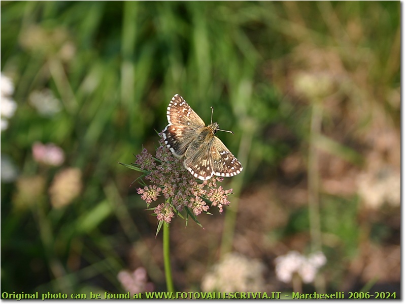 Una farfalla della famiglia  hespenidae - Savignone - 2005 - Fiori&Fauna - Estate - Canon EOS 300D